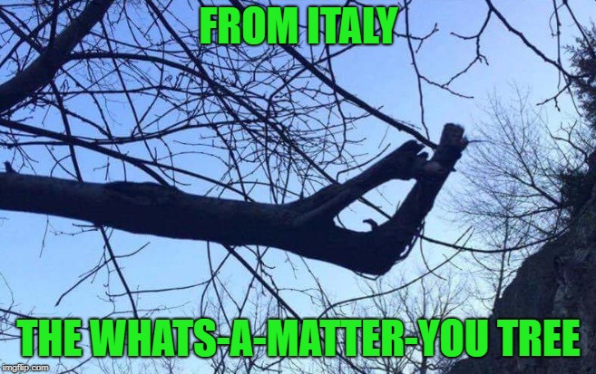 Italian tree | FROM ITALY; THE WHATS-A-MATTER-YOU TREE | image tagged in italian,tree,what's-a-matter-you | made w/ Imgflip meme maker