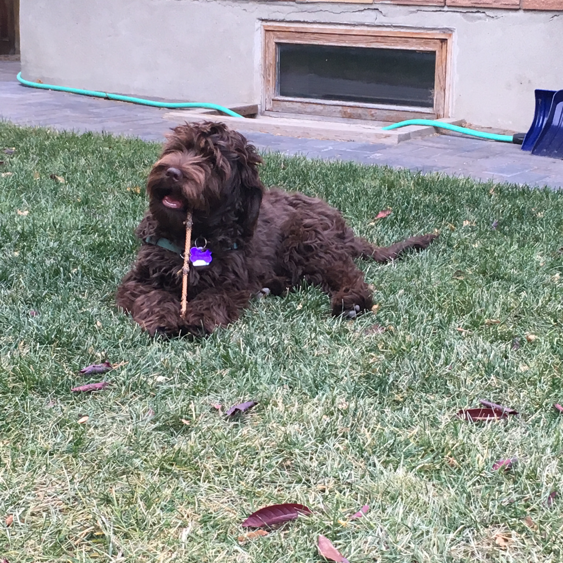 Dog chewing stick Blank Meme Template