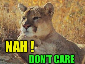 A cougar chillin | NAH ! DON’T CARE | image tagged in a cougar chillin | made w/ Imgflip meme maker
