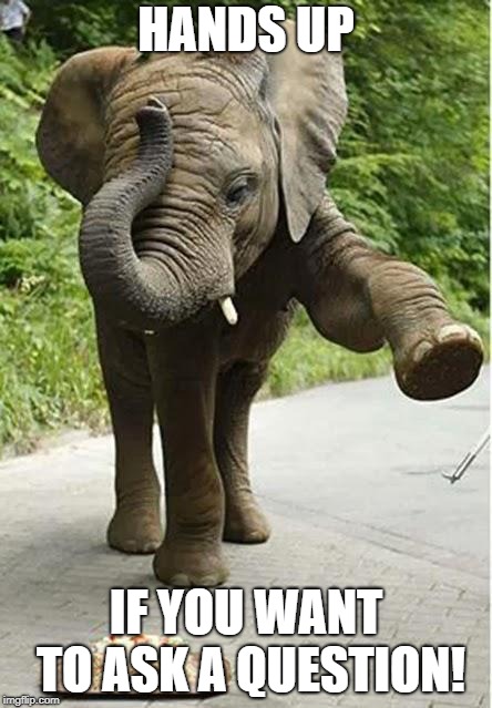 Baby Elephant Birthday | HANDS UP; IF YOU WANT TO ASK A QUESTION! | image tagged in baby elephant birthday | made w/ Imgflip meme maker