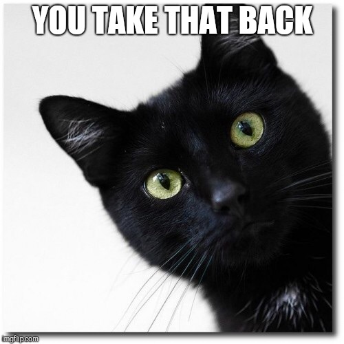 Black Cats Matter | YOU TAKE THAT BACK | image tagged in black cats matter | made w/ Imgflip meme maker