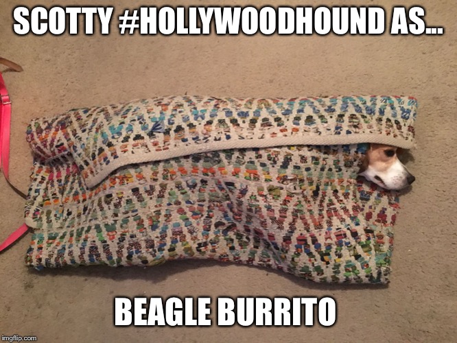 SCOTTY #HOLLYWOODHOUND AS... BEAGLE BURRITO | image tagged in beagle burrito | made w/ Imgflip meme maker