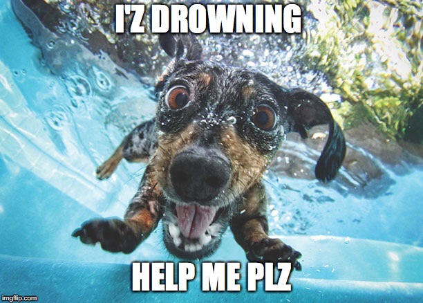 Swimming Dog | I'Z DROWNING; HELP ME PLZ | image tagged in swimming dog | made w/ Imgflip meme maker