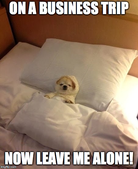 dog tucked in bed | ON A BUSINESS TRIP; NOW LEAVE ME ALONE! | image tagged in dog tucked in bed | made w/ Imgflip meme maker