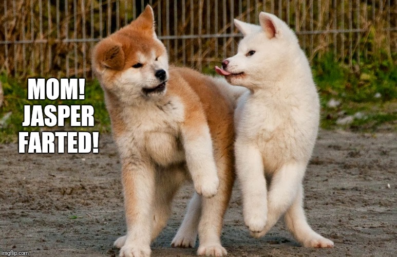 Nu-uh. He Was Sniffing My Butt Then He Farted. | MOM! JASPER FARTED! | image tagged in dogs,cute dog,cute dogs | made w/ Imgflip meme maker