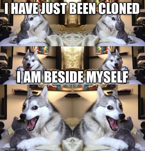 I HAVE JUST BEEN CLONED; I AM BESIDE MYSELF | image tagged in bad joke dog | made w/ Imgflip meme maker