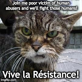 Angry Cat | Join me poor victim of human abusers and we'll fight those humans! Vive la Résistance! | image tagged in angry cat | made w/ Imgflip meme maker