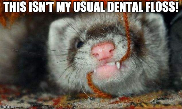 Usual denral floss | THIS ISN'T MY USUAL DENTAL FLOSS! | image tagged in funny ferret,not my usual dental flos | made w/ Imgflip meme maker
