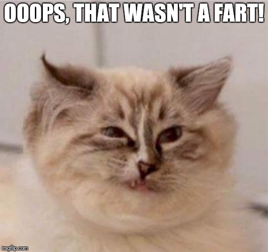 That wasn't a fart!
 | OOOPS, THAT WASN'T A FART! | image tagged in funny cat,that wasn't a fart,funny ooops | made w/ Imgflip meme maker