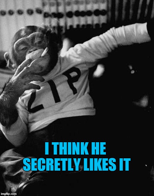 smoking monkey  | I THINK HE SECRETLY LIKES IT | image tagged in smoking monkey | made w/ Imgflip meme maker