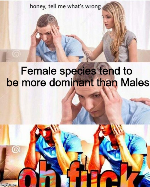 oh fuck indeed | Female species tend to be more dominant than Males | image tagged in honey tell me what's wrong | made w/ Imgflip meme maker
