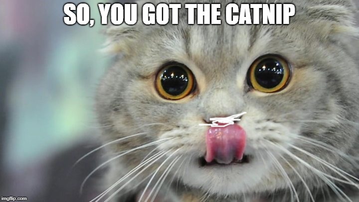 cat addicted to catnip | SO, YOU GOT THE CATNIP | image tagged in cute cat,drugs | made w/ Imgflip meme maker