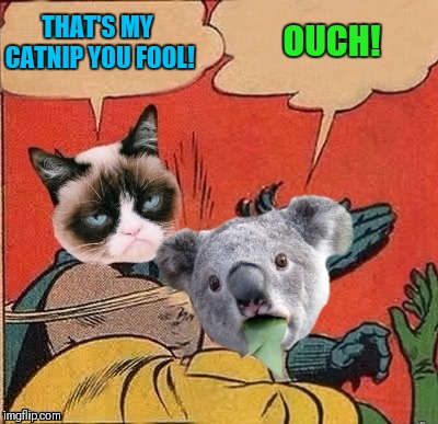 Grump Slap | THAT'S MY CATNIP YOU FOOL! OUCH! | image tagged in memes,funny,grumpy cat,batman slapping robin,surprised koala,catnip | made w/ Imgflip meme maker