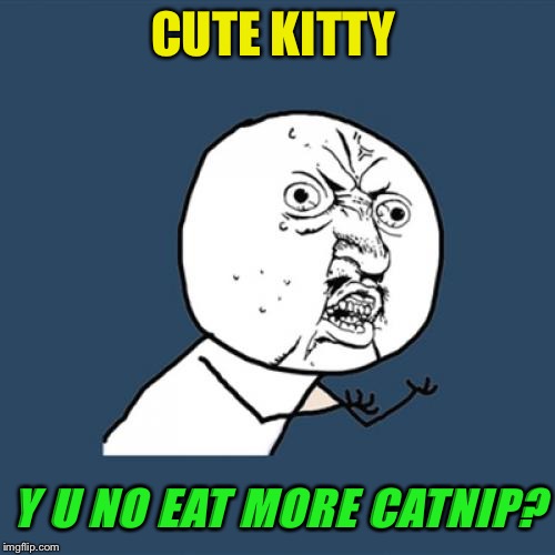 Y U No Meme | CUTE KITTY Y U NO EAT MORE CATNIP? | image tagged in memes,y u no | made w/ Imgflip meme maker