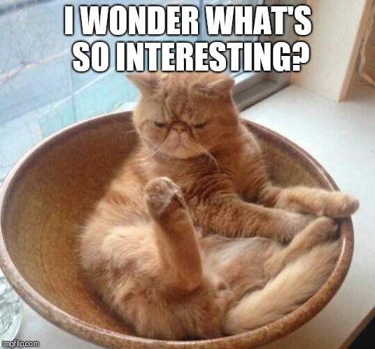 I WONDER WHAT'S SO INTERESTING? | image tagged in cat stare,ginger cat | made w/ Imgflip meme maker