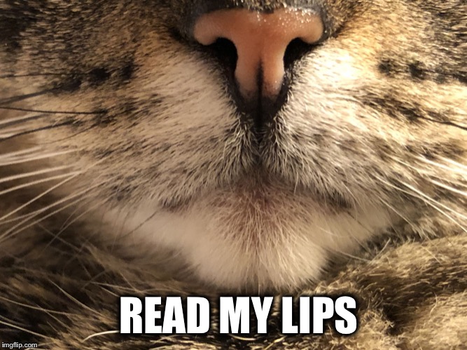 READ MY LIPS | image tagged in read my lips | made w/ Imgflip meme maker