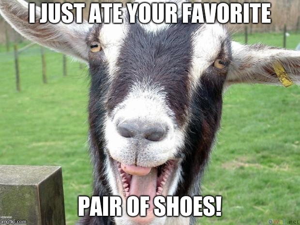 Funny Goat | I JUST ATE YOUR FAVORITE; PAIR OF SHOES! | image tagged in funny goat | made w/ Imgflip meme maker