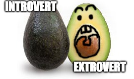 Avoco Friends | INTROVERT; EXTROVERT | image tagged in cats | made w/ Imgflip meme maker