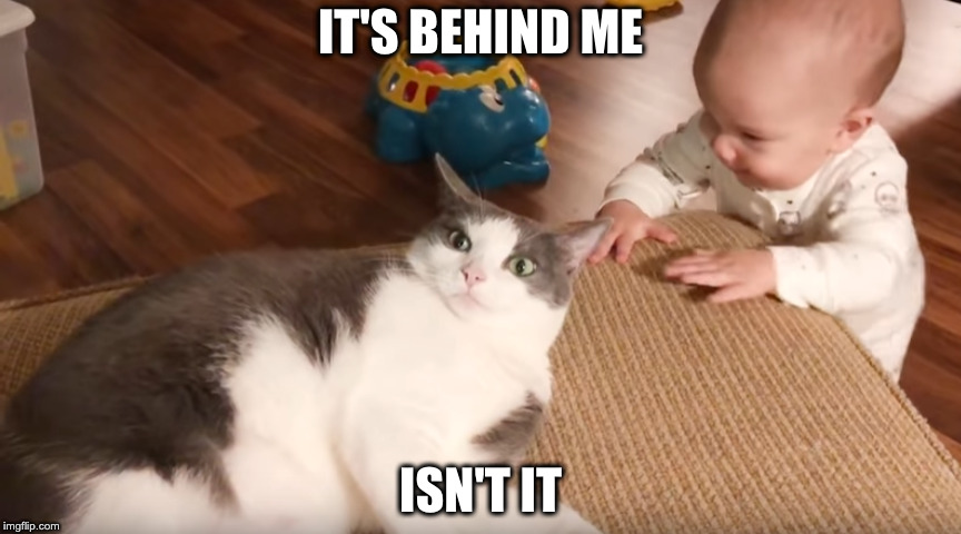 IT'S BEHIND ME; ISN'T IT | image tagged in scared cat | made w/ Imgflip meme maker