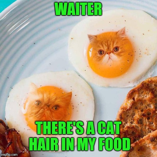 Served Grumpy Side Up | WAITER; THERE'S A CAT HAIR IN MY FOOD | image tagged in funny cats,cats,breakfast,eggs | made w/ Imgflip meme maker