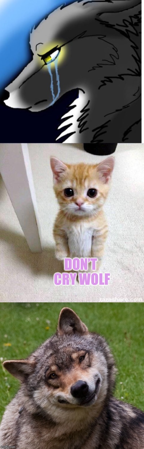 Kittens Always Cheer You up | DON’T CRY WOLF | image tagged in memes,cute cat,kittens,crying,wolf,lol | made w/ Imgflip meme maker