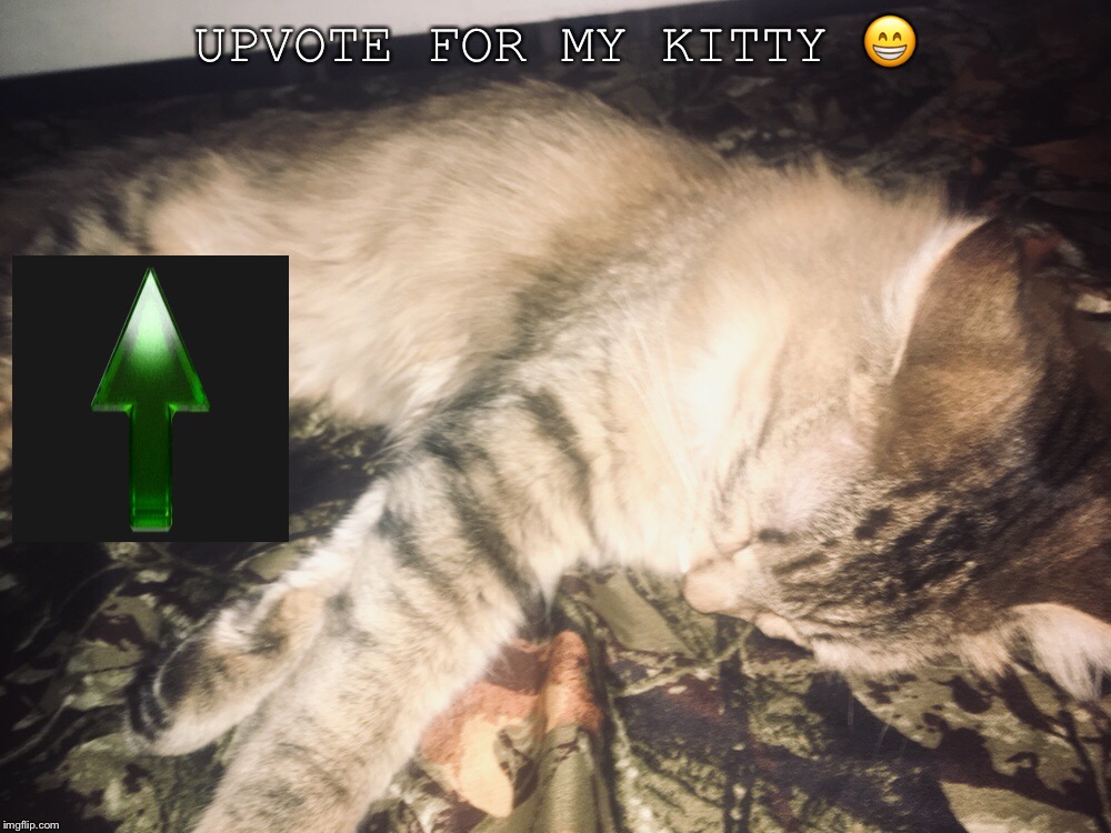UPVOTE FOR MY KITTY 😁 | image tagged in kitten | made w/ Imgflip meme maker