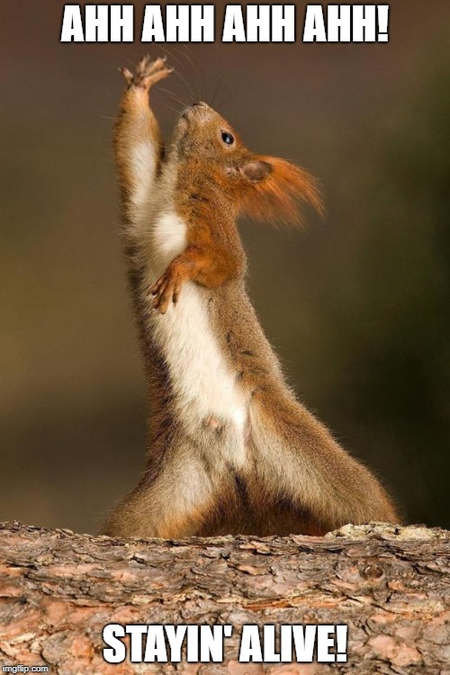 Dancing Squirrel | AHH AHH AHH AHH! STAYIN' ALIVE! | image tagged in dancing squirrel | made w/ Imgflip meme maker