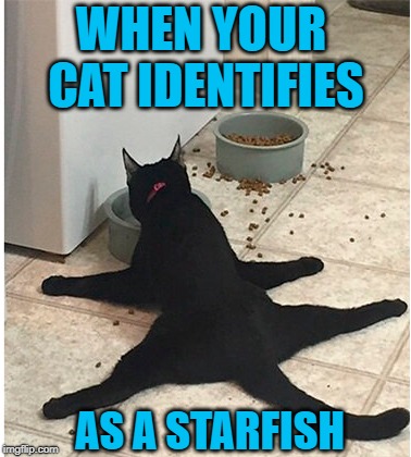 Catfish  | WHEN YOUR CAT IDENTIFIES; AS A STARFISH | image tagged in funny memes,cat,cat memes,starfish,cats | made w/ Imgflip meme maker