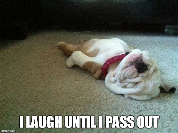 Sleeping Dog | I LAUGH UNTIL I PASS OUT | image tagged in sleeping dog | made w/ Imgflip meme maker