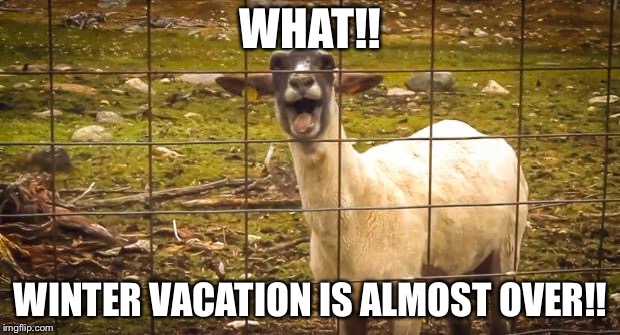 Screaming goat | WHAT!! WINTER VACATION IS ALMOST OVER!! | image tagged in screaming goat | made w/ Imgflip meme maker