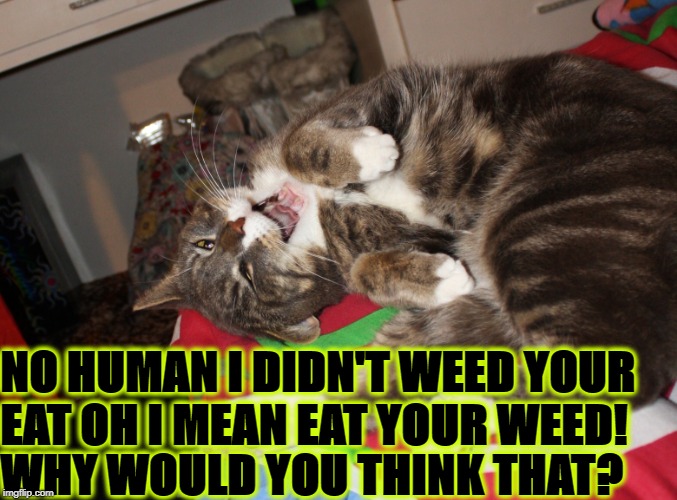 NO HUMAN I DIDN'T WEED YOUR EAT OH I MEAN EAT YOUR WEED! WHY WOULD YOU THINK THAT? | image tagged in didn't do it | made w/ Imgflip meme maker
