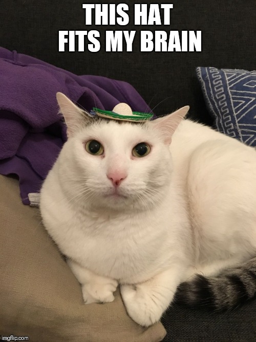 Walter Goes to Mexico | THIS HAT FITS MY BRAIN | image tagged in walter goes to mexico | made w/ Imgflip meme maker