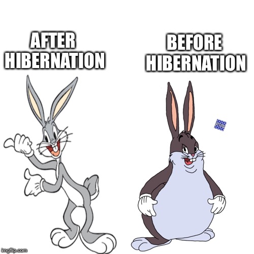 Hibernation | AFTER HIBERNATION; BEFORE HIBERNATION | image tagged in big chungus,bugs bunny | made w/ Imgflip meme maker