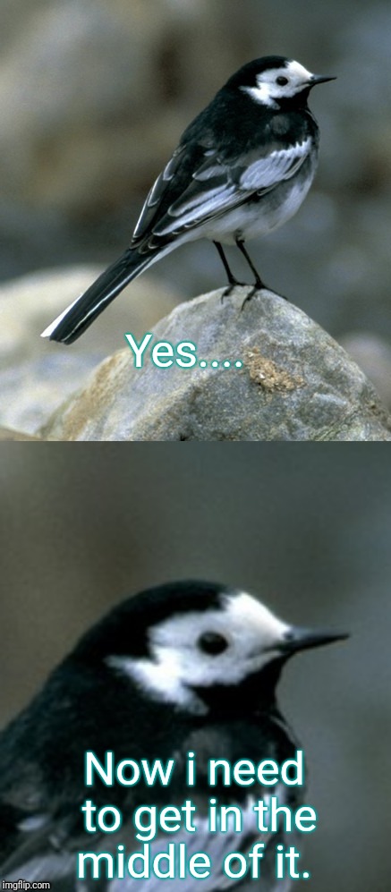 Clinically Depressed Pied Wagtail | Yes.... Now i need to get in the middle of it. | image tagged in clinically depressed pied wagtail | made w/ Imgflip meme maker