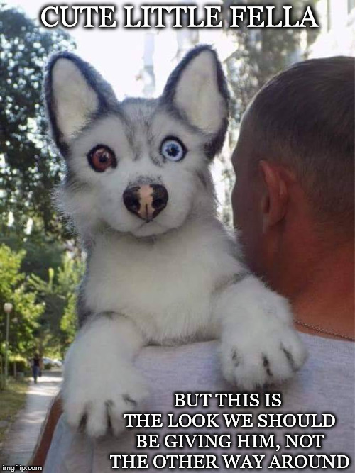 Looking Surprised | CUTE LITTLE FELLA; BUT THIS IS THE LOOK WE SHOULD BE GIVING HIM, NOT THE OTHER WAY AROUND | image tagged in heterochromia iridium,husky,eyes,different,color,cute | made w/ Imgflip meme maker