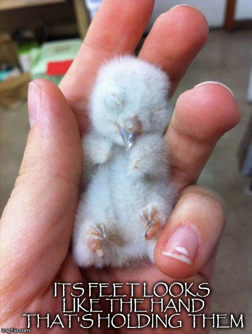 Things You Notice | ITS FEET LOOKS LIKE THE HAND THAT'S HOLDING  THEM | image tagged in newborn,owl,bird,hand,sleeping,feet | made w/ Imgflip meme maker