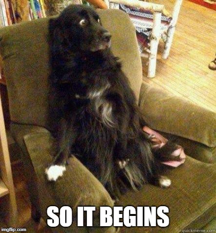 terrified dog | SO IT BEGINS | image tagged in terrified dog | made w/ Imgflip meme maker