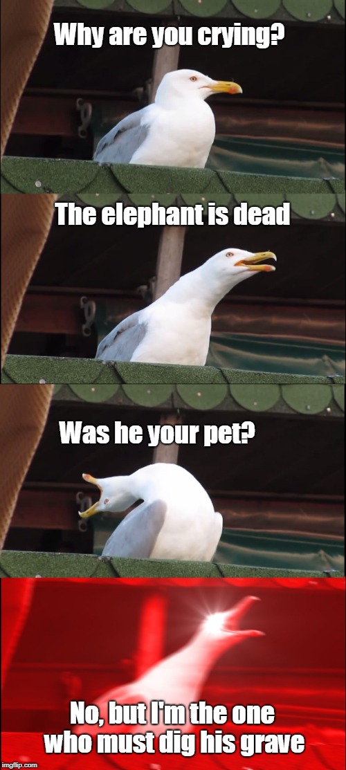Inhaling Seagull Meme | Why are you crying? The elephant is dead; Was he your pet? No, but I'm the one who must dig his grave | image tagged in memes,inhaling seagull | made w/ Imgflip meme maker