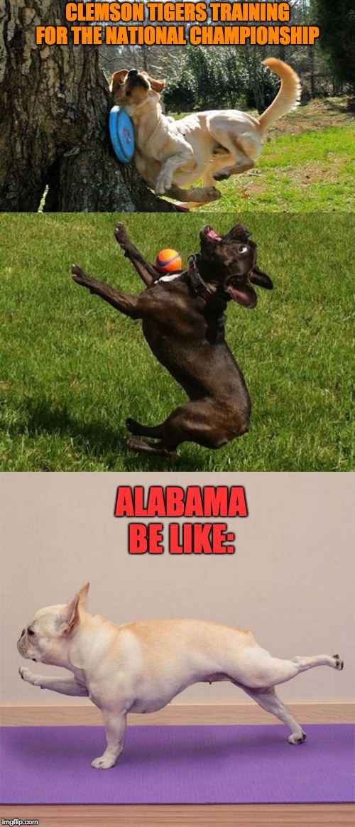 dog sports | CLEMSON TIGERS TRAINING FOR THE NATIONAL CHAMPIONSHIP; ALABAMA BE LIKE: | image tagged in dog sports | made w/ Imgflip meme maker