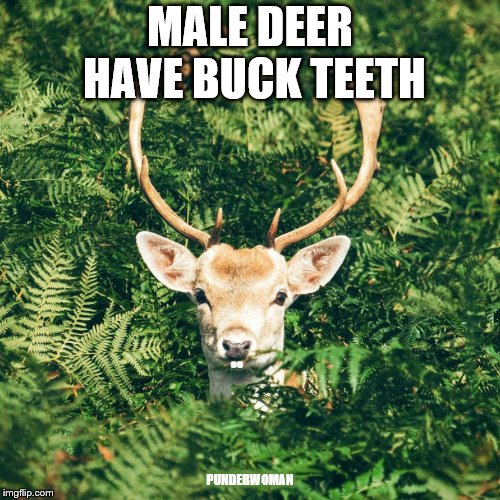 Deer Pun | MALE DEER HAVE BUCK TEETH; PUNDERWOMAN | image tagged in deer,teeth,nature,dentistry,pun | made w/ Imgflip meme maker