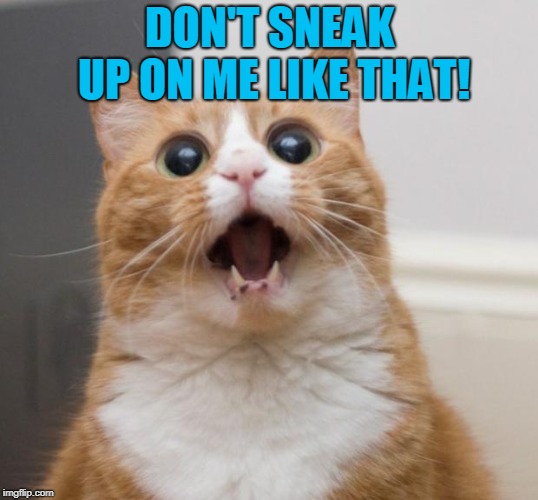 scared cat | DON'T SNEAK UP ON ME LIKE THAT! | image tagged in scared cat | made w/ Imgflip meme maker