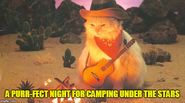 A PURR-FECT NIGHT FOR CAMPING UNDER THE STARS | made w/ Imgflip meme maker