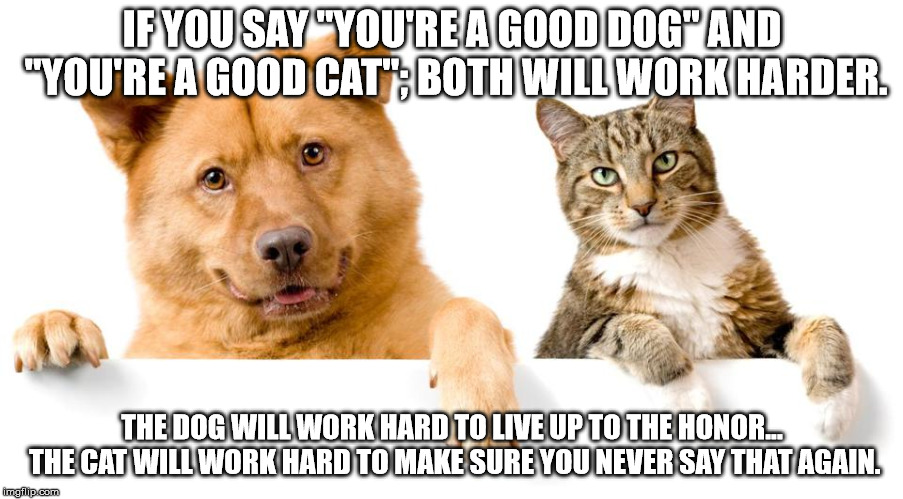 IF YOU SAY "YOU'RE A GOOD DOG" AND "YOU'RE A GOOD CAT"; BOTH WILL WORK HARDER. THE DOG WILL WORK HARD TO LIVE UP TO THE HONOR... THE CAT WILL WORK HARD TO MAKE SURE YOU NEVER SAY THAT AGAIN. | image tagged in cats,dogs | made w/ Imgflip meme maker