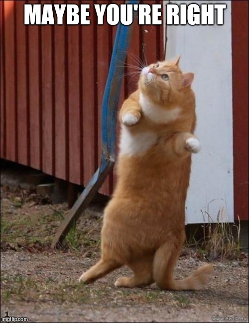 dancing cat | MAYBE YOU'RE RIGHT | image tagged in dancing cat | made w/ Imgflip meme maker