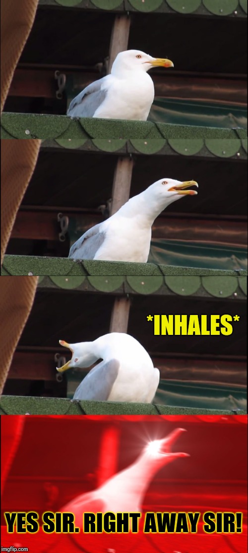 Inhaling Seagull Meme | *INHALES* YES SIR. RIGHT AWAY SIR! | image tagged in memes,inhaling seagull | made w/ Imgflip meme maker