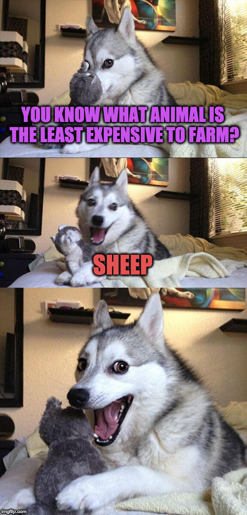 happy new year! | YOU KNOW WHAT ANIMAL IS THE LEAST EXPENSIVE TO FARM? SHEEP | image tagged in memes,bad pun dog,farming | made w/ Imgflip meme maker