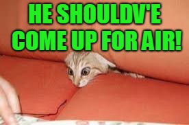 Kitty in sofa | HE SHOULDV'E COME UP FOR AIR! | image tagged in kitty in sofa | made w/ Imgflip meme maker