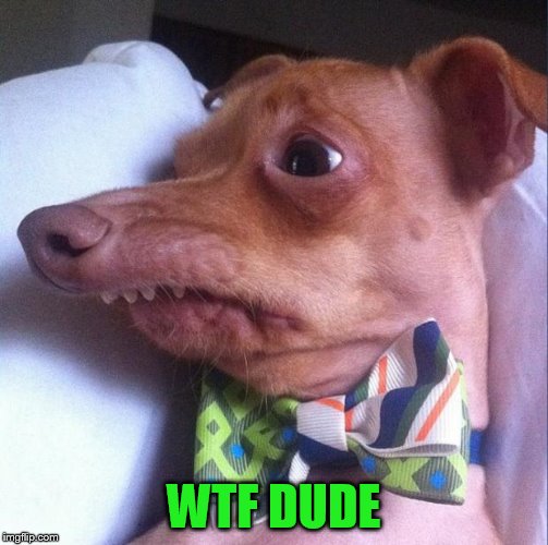 Tuna the dog (Phteven) | WTF DUDE | image tagged in tuna the dog phteven | made w/ Imgflip meme maker