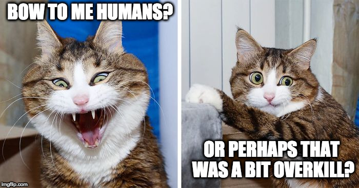 Let's rehearse | BOW TO ME HUMANS? OR PERHAPS THAT WAS A BIT OVERKILL? | image tagged in cats | made w/ Imgflip meme maker