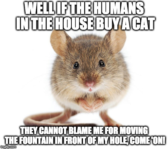 It's only fair, y'know! | WELL IF THE HUMANS IN THE HOUSE BUY A CAT; THEY CANNOT BLAME ME FOR MOVING THE FOUNTAIN IN FRONT OF MY HOLE, COME 'ON! | image tagged in mouse | made w/ Imgflip meme maker